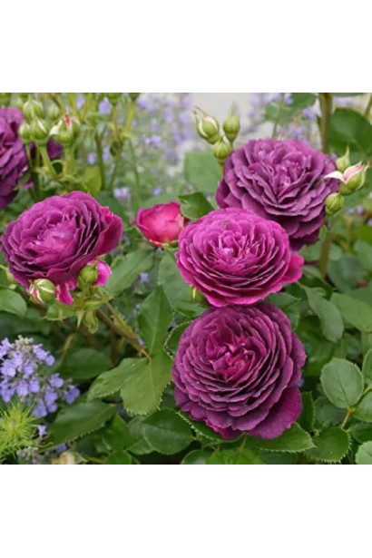Rosa floribunda ’Ebb Tide’